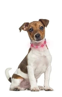 LumiVision LED-Halsband Mit USB-Ladekabel + Betriebsanleitung Rot