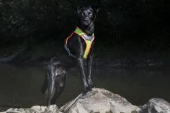 Grossenbacher Geschirr NIGHT