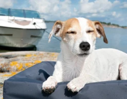 Bia Überzug OUTDOOR 10 Bia Überzug OUTDOOR -Katzen- Und Hundetagebuch 03725.out 17