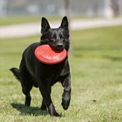 KONG Flyer Frisbee 22cm 7 KONG Flyer Frisbee 22cm -Katzen- Und Hundetagebuch 04471 3