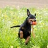 Liker Ball Mit ABS-Kordel -Katzen- Und Hundetagebuch 06287 2