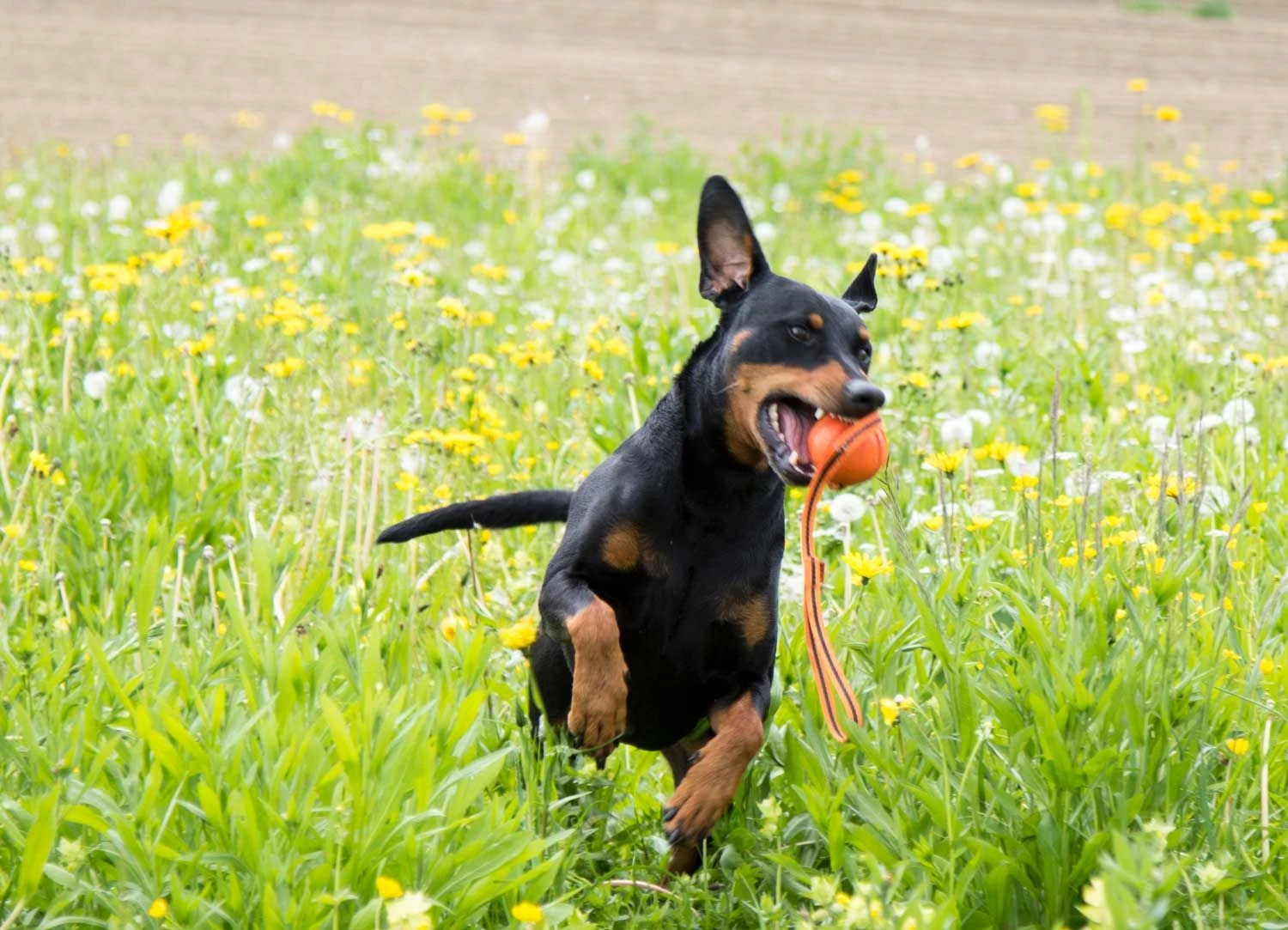 Liker Ball Mit ABS-Kordel 3 Liker Ball Mit ABS-Kordel