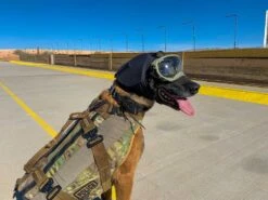 Rex Specs Hundegehörschutz Schwarz -Katzen- Und Hundetagebuch 10153 11