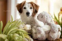 Frauchens Liebling Kuschelset Hase Emil Hellgrau 30cm Decke 90x75cm