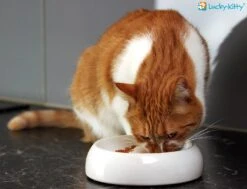 Lucky-Kitty Keramik Napf M 18 Cm -Katzen- Und Hundetagebuch 1602.M 2