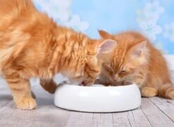 Lucky-Kitty Keramik Napf M 18 Cm -Katzen- Und Hundetagebuch 1602.M 3