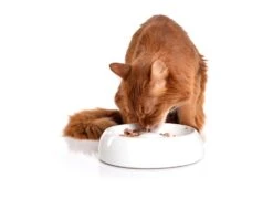 Lucky-Kitty Keramik Napf M 18 Cm -Katzen- Und Hundetagebuch 1602.M 4