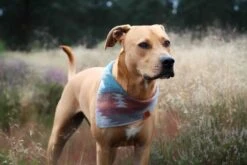 Schmuddelschnute Bandana Bohemian Grau 7 Schmuddelschnute Bandana Bohemian Grau -Katzen- Und Hundetagebuch 231375 3