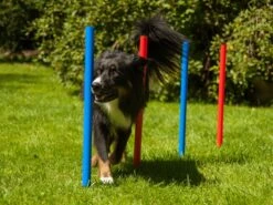 Procyon Agility Set K2 1 Tunnel, 4 Slalomstangen, 1 Sprung, 1 Sprungring Ø 41cm -Katzen- Und Hundetagebuch 243922 6
