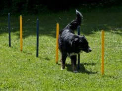Procyon Agility Set Starter 1 Tunnel 60x152 Cm, 4 Slalomstangen 1 Sprung, 1 Boxband -Katzen- Und Hundetagebuch 243997 3