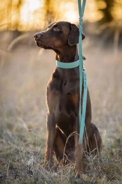 Maul Halsband Mono Pop Mint / Silber 8 Maul Halsband Mono Pop Mint / Silber -Katzen- Und Hundetagebuch 5066 2