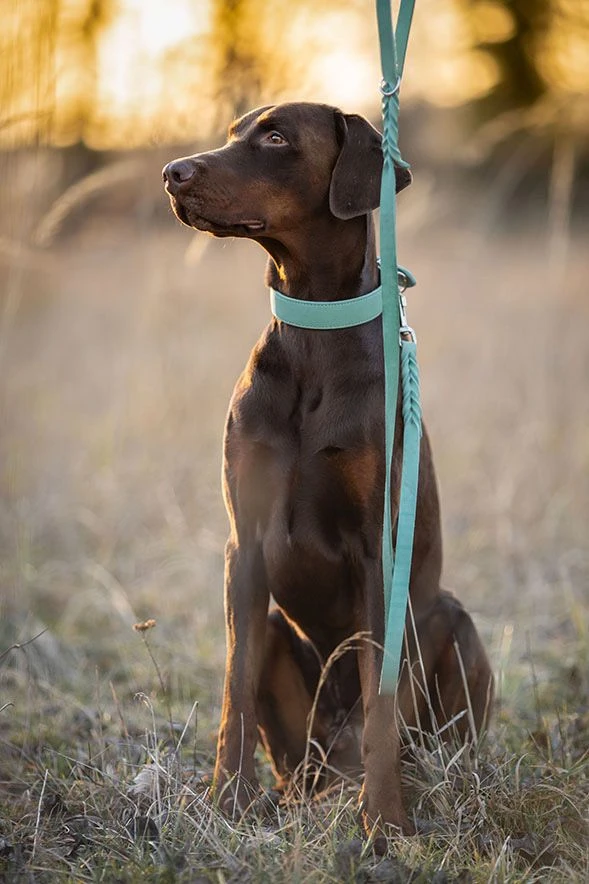 Maul Halsband Mono Pop Mint / Silber 5 Maul Halsband Mono Pop Mint / Silber – Bild 3