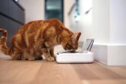 SureFeed Futterschale Luftdicht Grau Gsamtgrösse: 23.5 X 21 X 7.3 Cm Masse Schale: 10.5 X 16 X 3 Cm, 400ml -Katzen- Und Hundetagebuch 628895 4