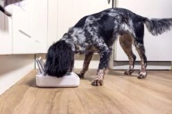 SureFeed Futterschale Luftdicht Grau Gsamtgrösse: 23.5 X 21 X 7.3 Cm Masse Schale: 10.5 X 16 X 3 Cm, 400ml -Katzen- Und Hundetagebuch 628895 6