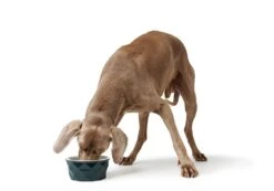 Hunter Keramiknapf Eiby Blau -Katzen- Und Hundetagebuch 68648 10