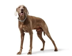 Hunter Dressurhalsung Eiby Freestyle Grau -Katzen- Und Hundetagebuch 68705 5