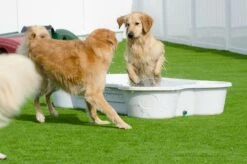 Hundepool In Pfotenform Sand -Katzen- Und Hundetagebuch 7100.006 3 1