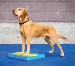 FitPAWS Bodentarget 25 Cm, 4 Stück -Katzen- Und Hundetagebuch 81645 4