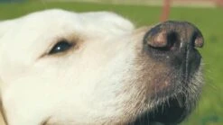 My Intelligent Pets 2 Towers Ca. 42.5 X 20 X 14.5 Cm -Katzen- Und Hundetagebuch AyWmvye7l7o maxresdefault