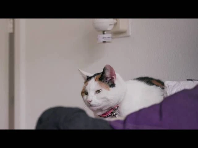 Feliway Friends Nachfüllflasche 48 Ml 3 Feliway Friends Nachfüllflasche 48 Ml