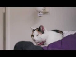 Feliway Friends Starter-Set Steckdosen-Verdampfer + 30-Tage-Flasche