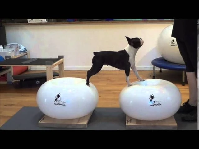 FLEXIness Donut Standard 30 X 50 Cm 3 FLEXIness Donut Standard 30 X 50 Cm