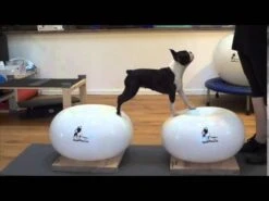 FLEXIness SensiDonut Purple 38 X 60 Cm -Katzen- Und Hundetagebuch EoL XgKC41o 17642 sddefault