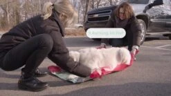 Knauder's Best Rettungsdecke 120 X 80 Cm Belastbar Bis 60 Kg 9 Knauder's Best Rettungsdecke 120 X 80 Cm Belastbar Bis 60 Kg -Katzen- Und Hundetagebuch IfTwheTxUpQ maxresdefault