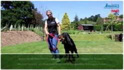 Halti Front Control Trainings- / Erziehungsgeschirr -Katzen- Und Hundetagebuch Mbyr0XI5Gj4 32162 maxresdefault