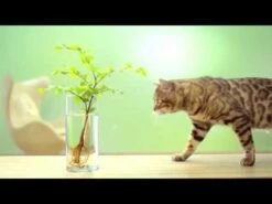 Cat's Best Original Katzenstreu -Katzen- Und Hundetagebuch NV4hWXyTkiU 17893 hqdefault