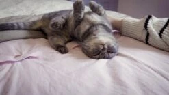 SureFlap Katzenklappe CONNECT Weiss Klappenöffnung: 142 X 120 Mm -Katzen- Und Hundetagebuch RMTKUcUj7EI maxresdefault