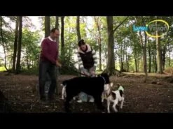 LumiVision LED-Halsband Mit USB-Ladekabel + Betriebsanleitung Rot -Katzen- Und Hundetagebuch SrEE0LVEIoU 18004 hqdefault