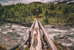 Non-stop Bungee Leash Orange-schwarz -Katzen- Und Hundetagebuch b8q80zqp 18109