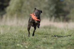 Laboni Hundespielzeug Kristof Krabbe 15 X 12 X 5 Cm -Katzen- Und Hundetagebuch lab10500 3