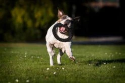 Laboni Hundespielzeug Ringo Ring 22 X 22 X 3 Cm 7 Laboni Hundespielzeug Ringo Ring 22 X 22 X 3 Cm -Katzen- Und Hundetagebuch lab12200 3