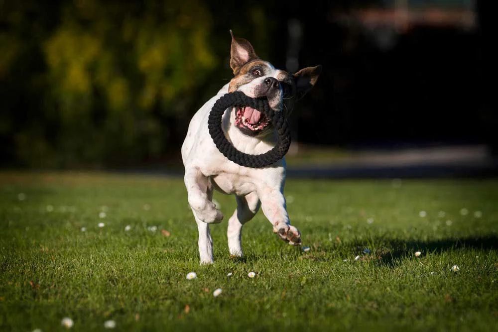 Laboni Hundespielzeug Ringo Ring 22 X 22 X 3 Cm 5 Laboni Hundespielzeug Ringo Ring 22 X 22 X 3 Cm – Bild 3