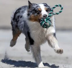Laboni Mega-Schleuderball Schw-grün-grau 11 X 11 X 26 Cm -Katzen- Und Hundetagebuch lab12721 3