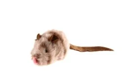 GiGwi Melody Chaser Maus 9 X 5 Cm -Katzen- Und Hundetagebuch q7000 3