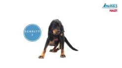 Halti Front Control Trainings- / Erziehungsgeschirr -Katzen- Und Hundetagebuch yGk8y5OtNfU 32158 maxresdefault