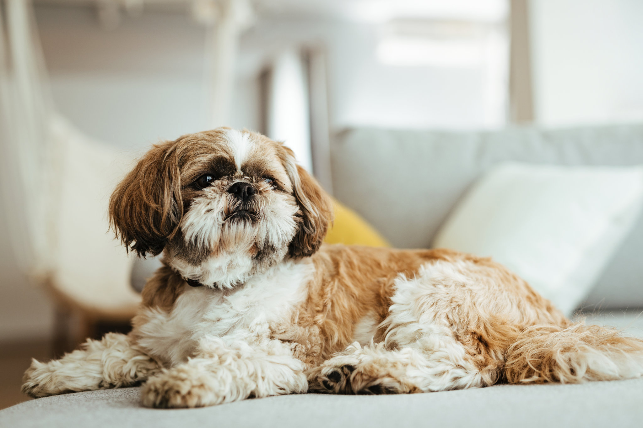 Katzen- Und Hundetagebuch -Katzen- Und Hundetagebuch 09sp ai pets promo superJumbo