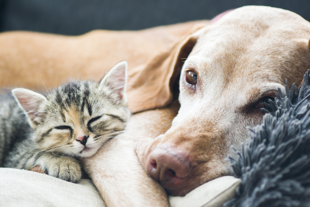 Katzen- Und Hundetagebuch -Katzen- Und Hundetagebuch shutterstock 562677115